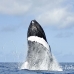 whale_humpback_h_00387_dom2434.jpg